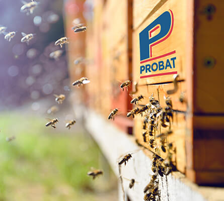 Wir sind für nachhaltigen Naturschutz und adoptieren Bienenstöcke.